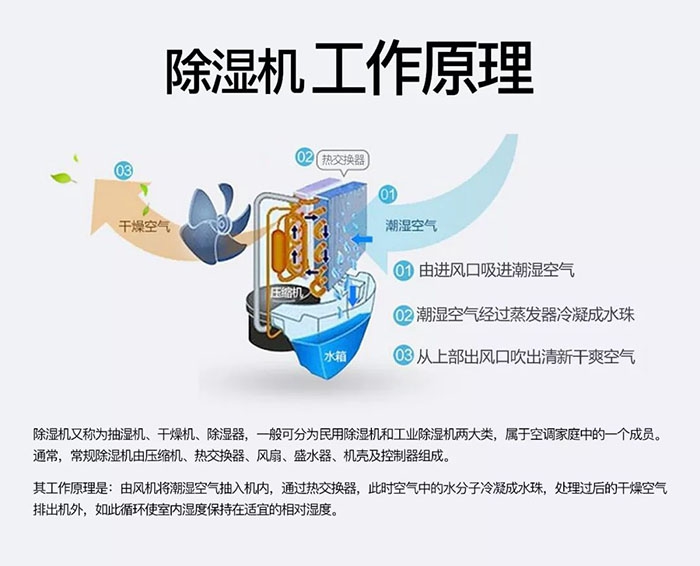 潮濕天氣狗最容易患上這種毛??！三個注意事項，鏟屎官一定要看看